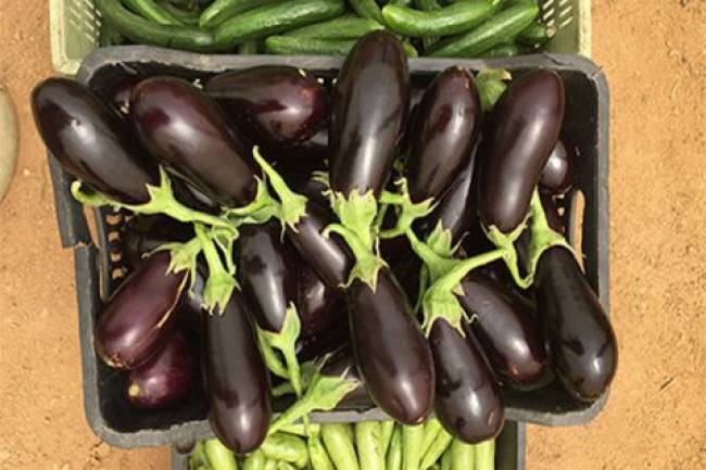 الباذنجان بألف ليرة والفاصولياء بألف وثلاثمئة ليرة .. والسوريون يتندّرون : هل سنشتري الخضار بالبطاقة الذكية؟