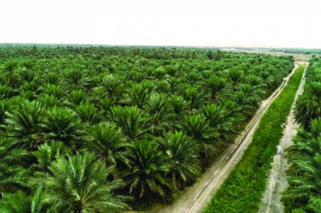 هيئة الاستثمار ترخص لمشروع  لزراعة النخيل وإنتاج التمور 
