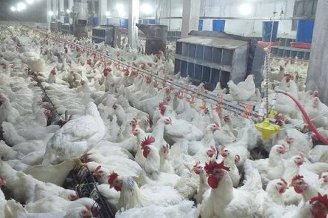 "التهاب الكبد الوبائي "،يفتك بالدواجن ويرفع  كلفة الكيلو إلى 3200ليرة