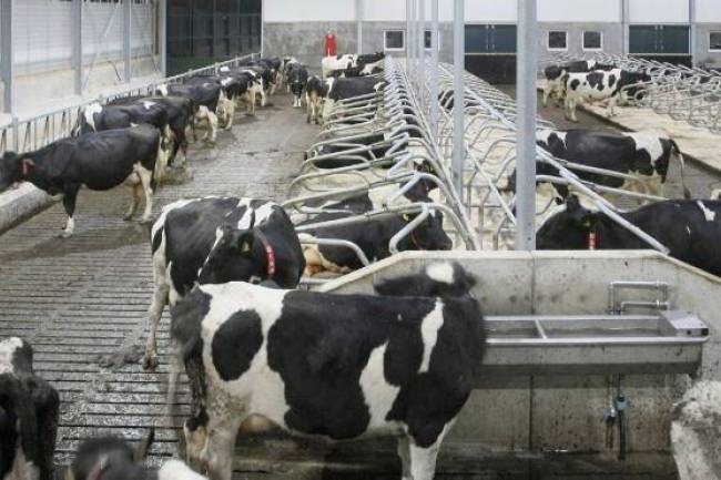 ارتفاع أسعار العلف يهدّد مشاريع الثروة الحيوانية الصغيرة بالزوال!