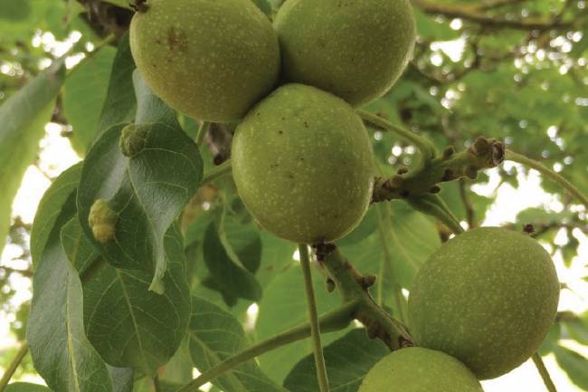 التجار يضاعفون سعر كيلو الجوز بعد وقف استيراده .. الزراعة : 12 ألف طن الإنتاج المحلي هذا العام 