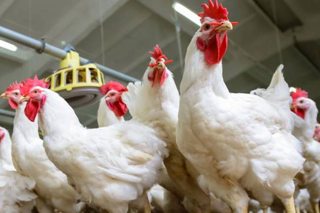 برلماني : المواطن لن يجد فروج بعد شهرين مع ارتفاع كبير بالكلفة بسبب الأعلاف