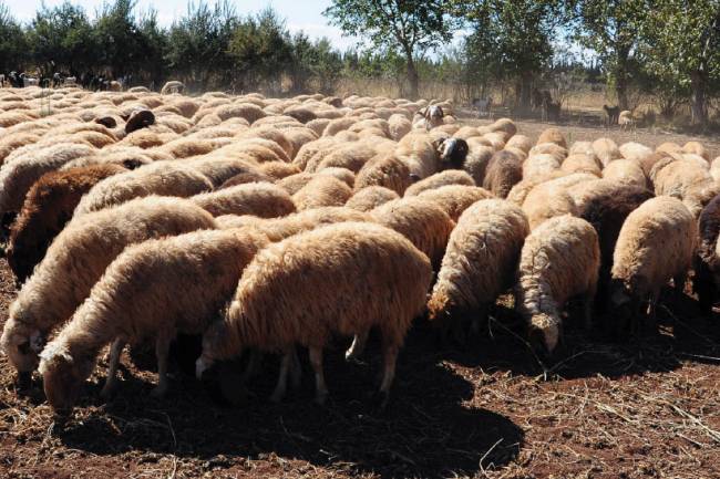 توقعات بتصدير 200 ألف خروف إلى دول الخليج خلال أسبوع