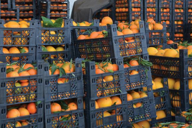تقديرات بارتفاع إنتاج الحمضيات هذا العام ليصل إلى 836 ألف طن