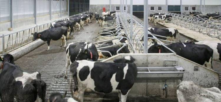 ارتفاع أسعار العلف يهدّد مشاريع الثروة الحيوانية الصغيرة بالزوال!