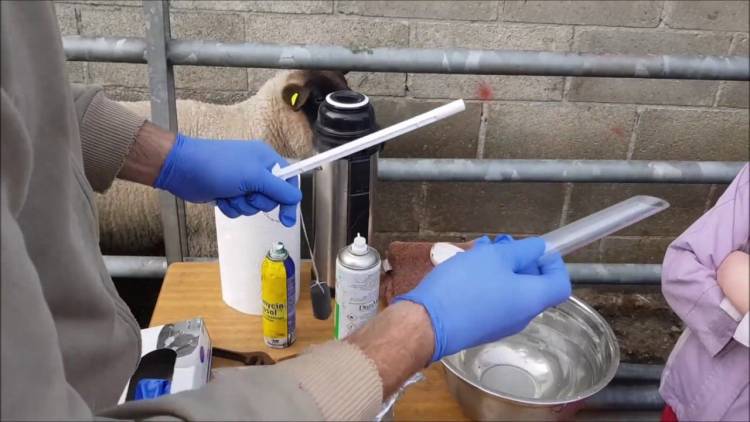 وزارة الزراعة : صادرات الأدوية البيطرية تضاعفت العام الماضي لتتجاوز 4.3 مليون دولار