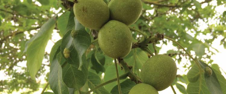التجار يضاعفون سعر كيلو الجوز بعد وقف استيراده .. الزراعة : 12 ألف طن الإنتاج المحلي هذا العام 